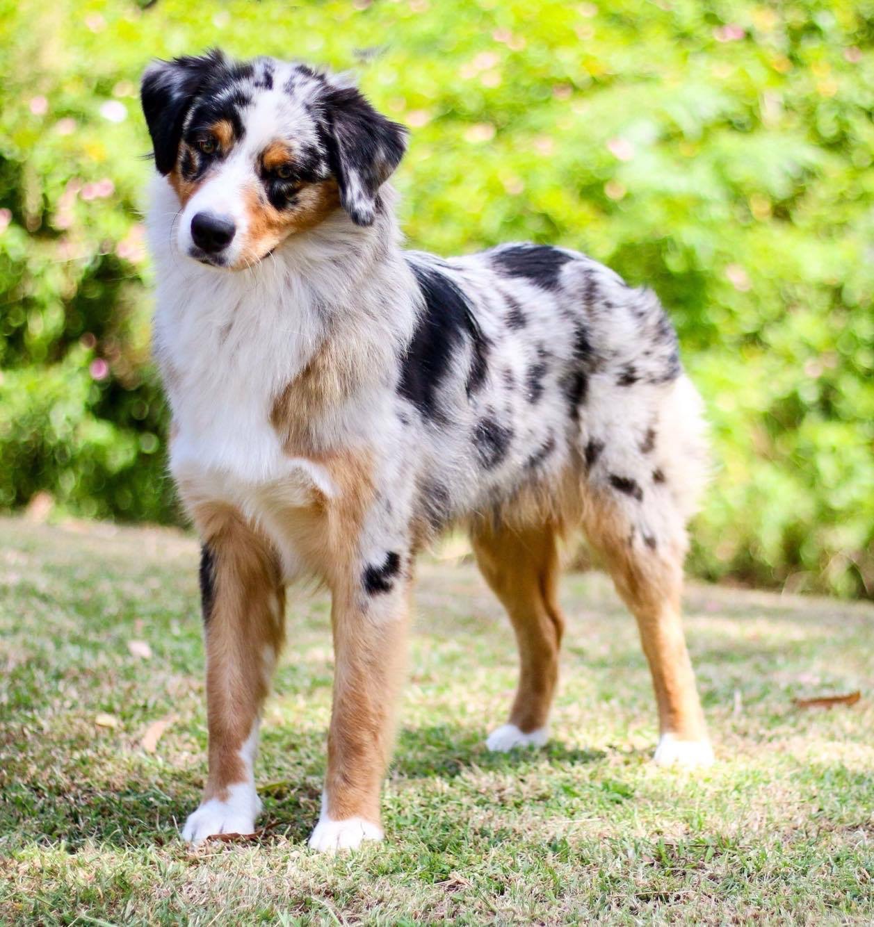 Our Boys – Blueamble Australian Shepherds